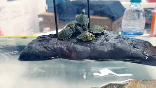 Baby Yellow Bellied Slider info for new owners!