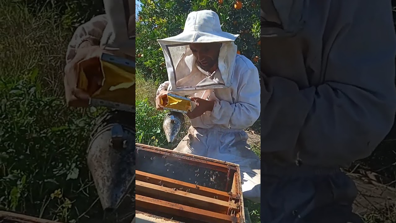 تطوير الطورود الضعيفة #تربيةالنحل #النحل #ملكةالنحل #مستغانم #الجزائر #تربية_الحيونات #المغرب