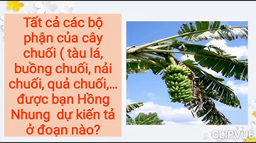 Tập làm văn Lớp 4 - Tuần 24 - Bài: Luyện tập xây dựng đoạn văn miêu tả cây cối