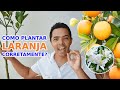 Como Plantar LARANJA para Rápida Frutificação em vaso!