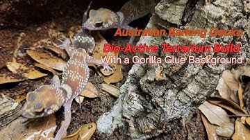 Australian Barking Geckos Bio-active Terrarium build with a Gorilla Glue background.