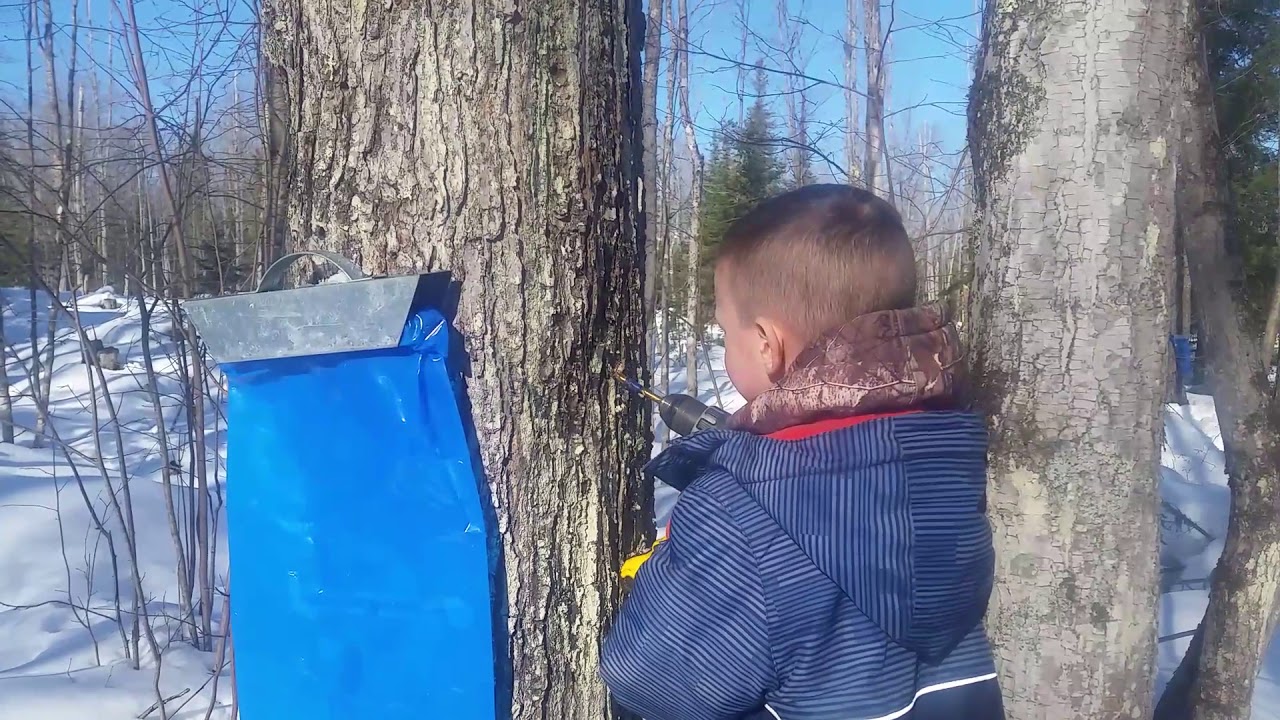 Maple Tree Tapping - YouTube