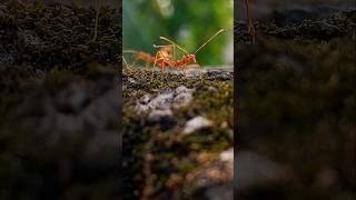 Ants under macro lens are built different! 🐜🔥 #Shorts #Nature ​#Ants #relaxing