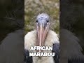 THIS IS THE MOST BIZARRE BIRDS YOU'VE EVER SEEN  #shorts #shortseua #youtube #youtubeshorts