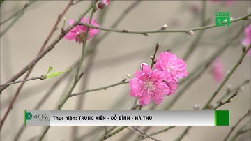 VTC14 | Miền Bắc rét khô trong dịp Tết Nguyên đán