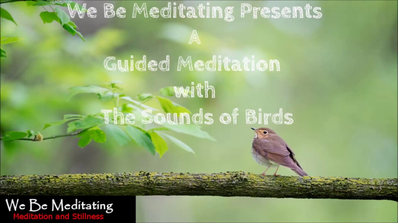 20 Minutes Sound of Birds Guided Meditation YouTube