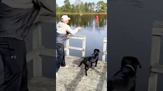 Unlucky animals #funny #funnyanimal #funnyvideo #funnyshorts #animals