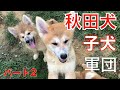 秋田犬の子犬軍団がやって来た！パート２ Animal Rescue Nursing