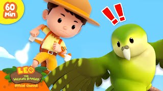 BIRDS OF THE WORLD!  Catch that Parrot!  | 1 HOUR | Leo the Wildlife Ranger | Kids Cartoons