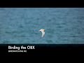 Birding the OBX by Birdwatching N.C.