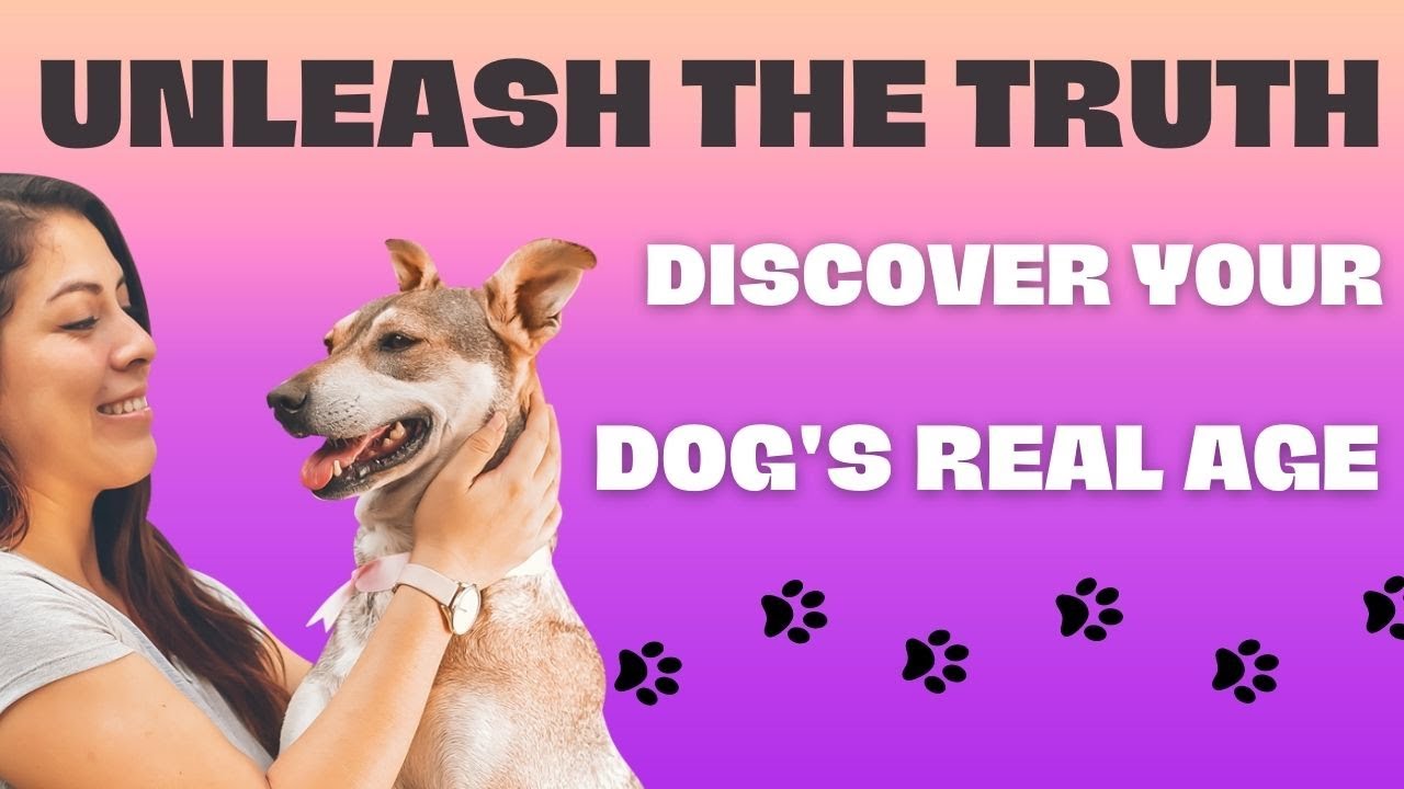 Is your dog really as old as you think understanding dog years vs