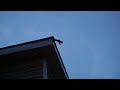 Bat Removal Perth Ontario - Bats Canada Bat Removal Perth Ontario - Bats Canada