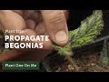 How to Propagate Begonias — Ep 108