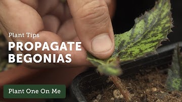 How to Propagate Begonias — Ep 108