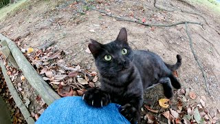 ヤンチャなマーブル黒猫と遊んでいると、本気で爪を立ててきて困るw