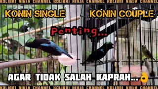 PERBEDAAN KONIN SINGLE DENGAN KONIN COUPLE.