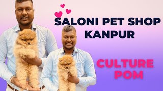 CULTURE POM MALE AND FEMALE DOG FOR SALE | TOY POM CULTURE PUPPY FOR SALE AT SALONI PET SHOP by SALONI PET SHOP KANPUR 92 views 1 month ago 4 minutes, 19 seconds