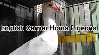 English Carrier Homa Pigeons.