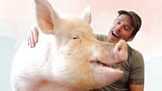 Rescued Pig Turns Family Vegan | LIVEKINDLY