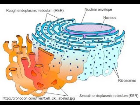 บทที่ 3 Endoplasmic reticulum and Golgi body