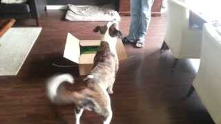FUNNY - DOG IS EXTREME HAPPY when food shipment arrives.