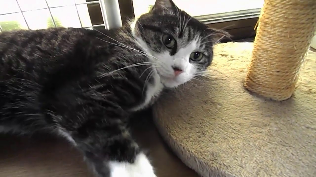 猫 服 を なめる