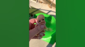 Thumbnail of Sasuke goes down the slide!