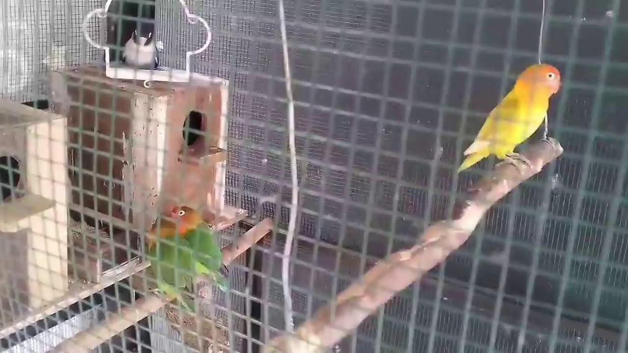  Kandang  Koloni  Lovebird  Minimalis Hiasan Rumah YouTube