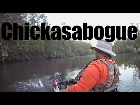 Late Summer Chickasabogue Bass Fishing