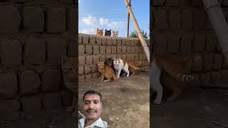 Billi Ne patakha jalaya 😊😃 #funny #trending #comedy #vlog #shrot