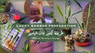 Lucky Bamboo propagation tutorial | (طريقة تكثير نبات البامبو (عصا موسى/دراسينا ساندريانا /الخيزران