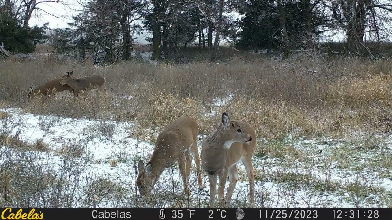 Cabela's Outfitter Gen 4 48MP IR Trail Camera Combo Review Winter