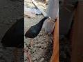 My Waterhen Bird's Beautiful Call "The Heartfelt Bond with My Waterhen" #Shorts