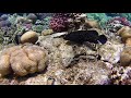Риф Domina Coral Bay 2021