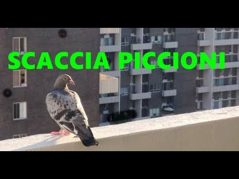 Video: Come Sbarazzarsi Dei Piccioni Sul Balcone, Sul Tetto Della Casa, Sulla Soffitta, Sul Davanzale Della Finestra E In Altri Luoghi
