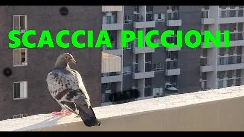 Come allontanare le tortorelle dal balcone?