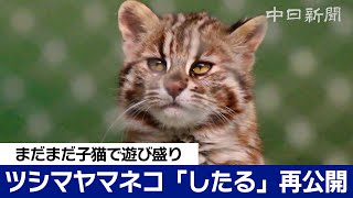 ツシマヤマネコの子猫「したる」再公開始まる　名古屋・東山動植物園