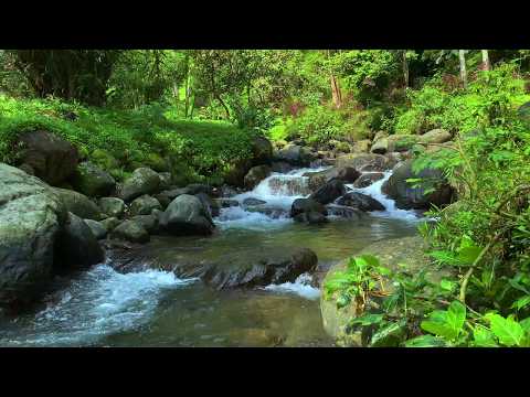 Tranquil Water Flow for Sleep and Relaxation | River Sounds