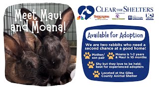 Clear the Shelters | Moana and Maui