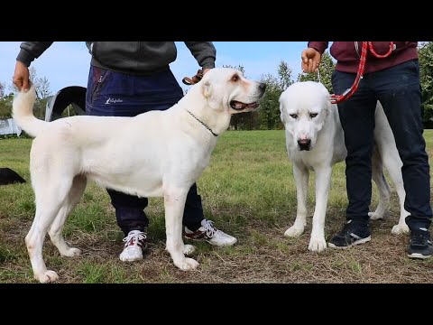 Video: Trebuie Să Merg La O Expoziție De Câini