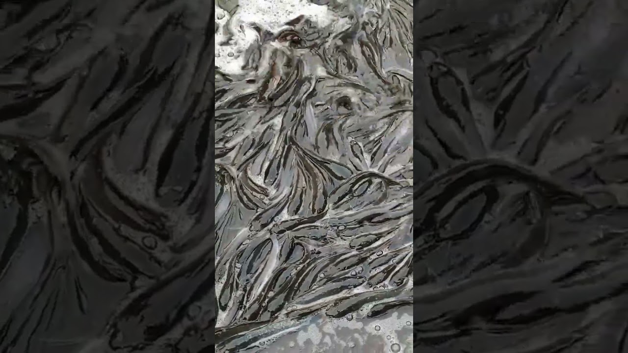 Sneak head fish | murrel fish | soal 