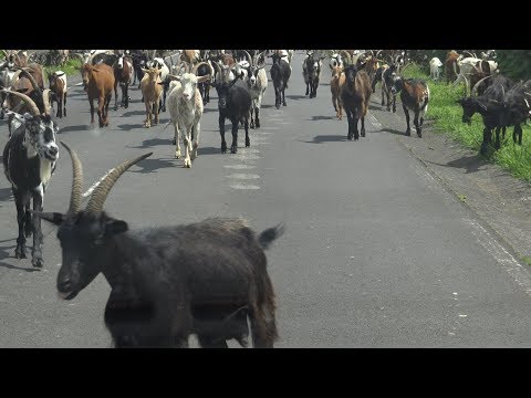 Vídeo: O Caso Das Cabras Que Vomitam