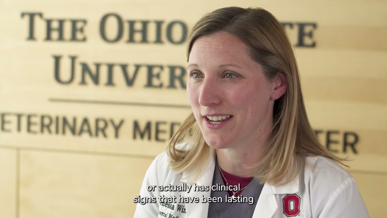 Tackling acute colitis in dogs: Diagnosis and treatment strategies