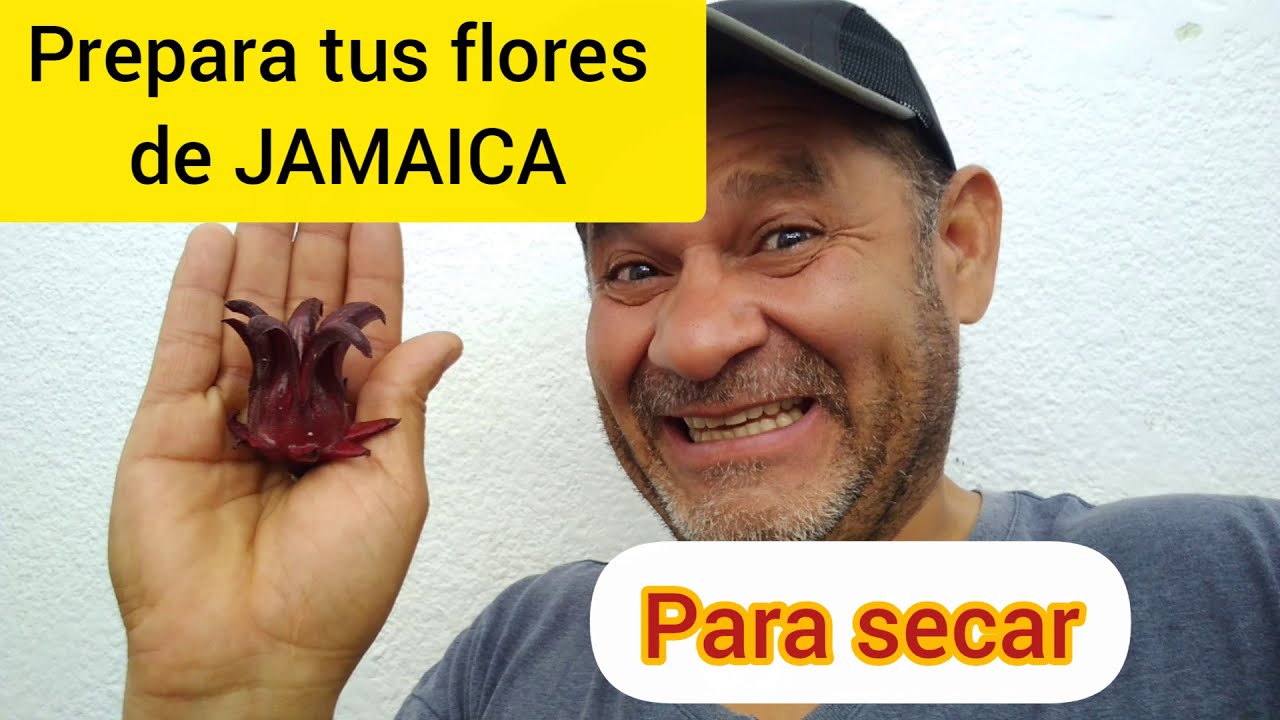 Flor de jamaica ¿𝗖ó𝗺𝗼?  𝗔𝘀í 𝘀𝗲 𝗽𝗿𝗲𝗽𝗮𝗿𝗮 𝗹𝗮 𝗙𝗹𝗼𝗿 𝗱𝗲 𝗝𝗮𝗺𝗮𝗶𝗰𝗮 𝗽𝗮𝗿𝗮 𝘀𝗲𝗰𝗮𝗿𝗹𝗮. 