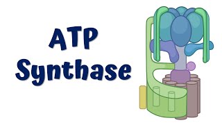 ATP synthase || Structure and Function