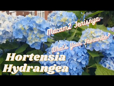 Video: Hydrangea: jenis, jenis, foto