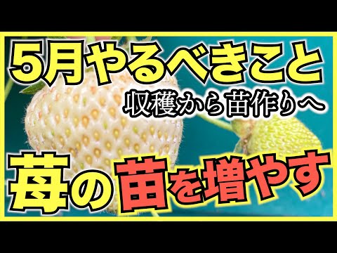 妊娠 中 いちご 何 個
