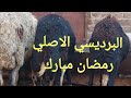 غنم برديسي بيور عشر علي مواليد من محافظة سوهاج ٢٤ ٣ ٢٠٢٣م 