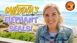 California's Elephant Seals! | Maddie Moate