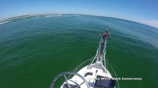 Atlantic White Shark Research Field Report #1